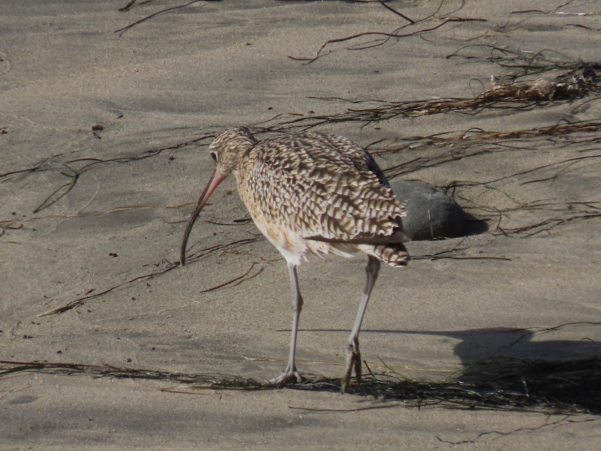Long-billed Curlew - ML644556052