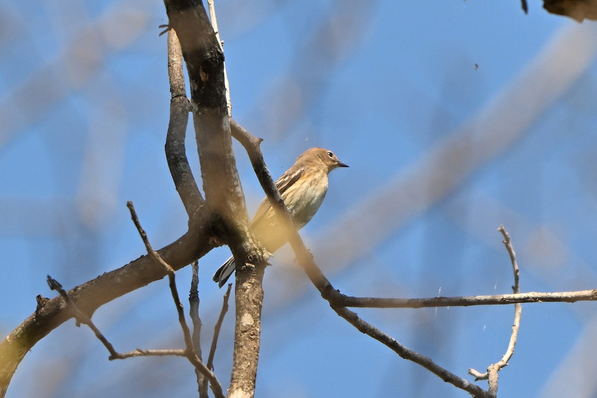 Yellow-rumped Warbler - ML644556053