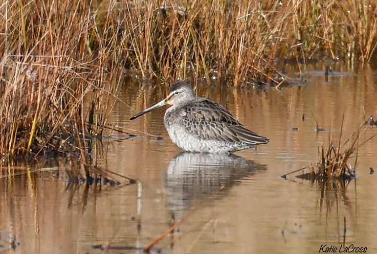 Long-billed Dowitcher - ML644556070