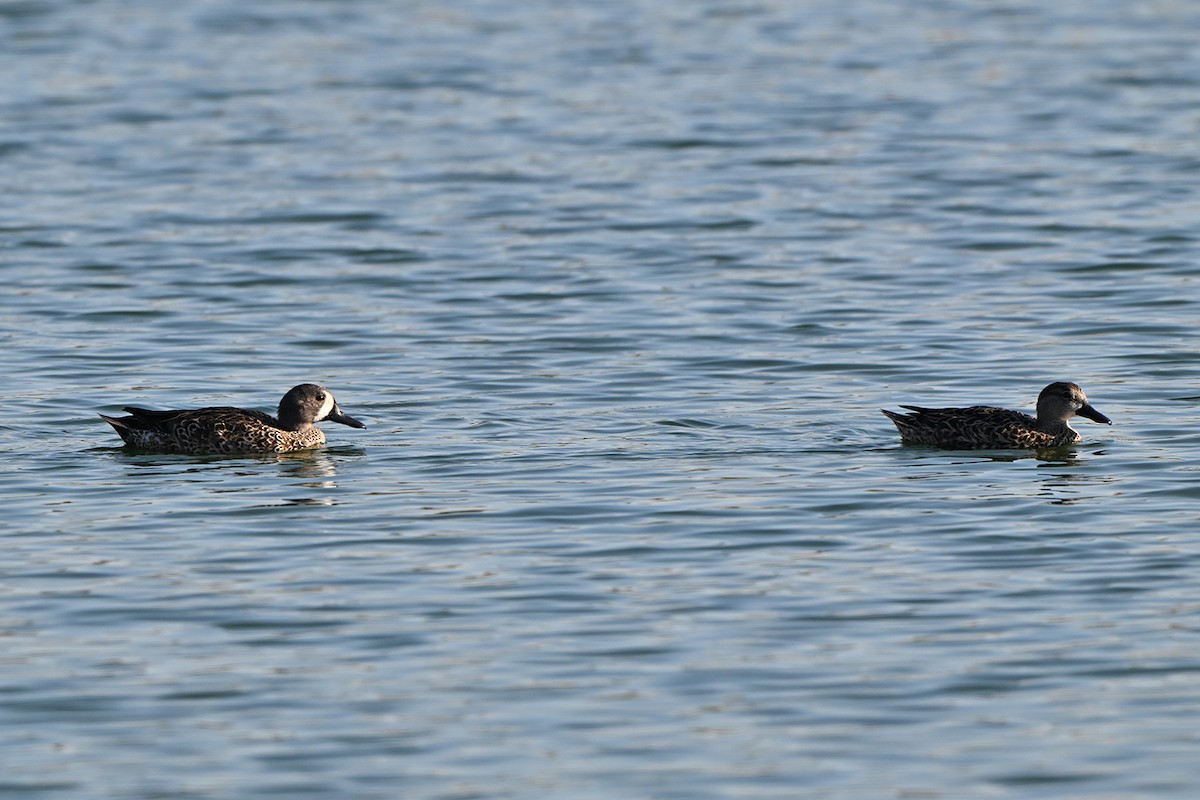 Cerceta Aliazul - ML644556079