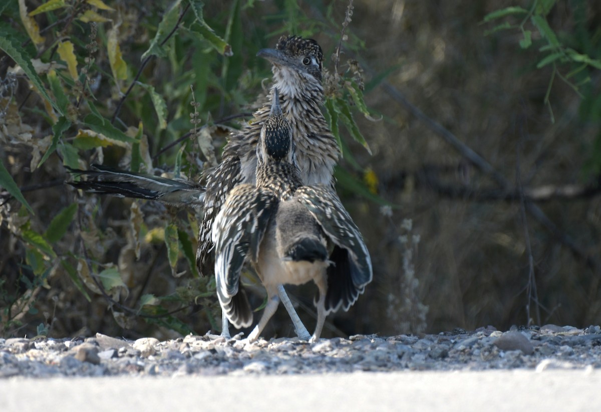 Greater Roadrunner - ML644556088
