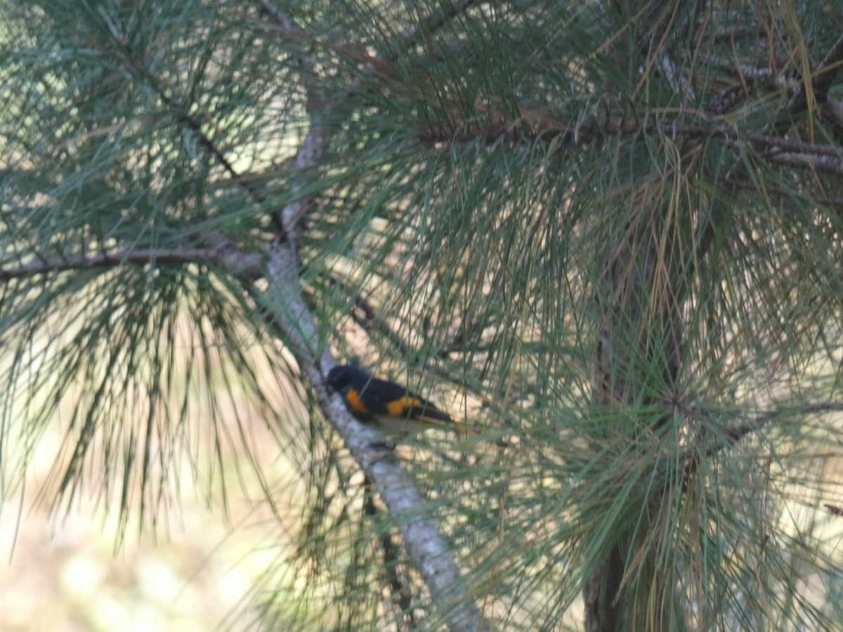 Kızıl Kuyruklu Ötleğen - ML644556096