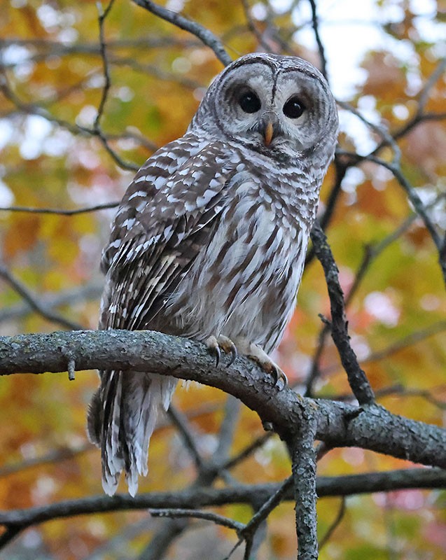 Barred Owl - ML644556097