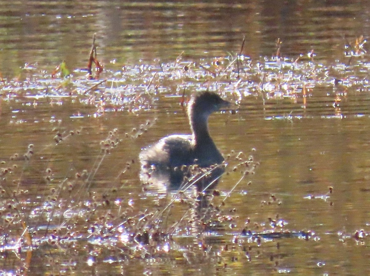 ringnebbdykker - ML644556103