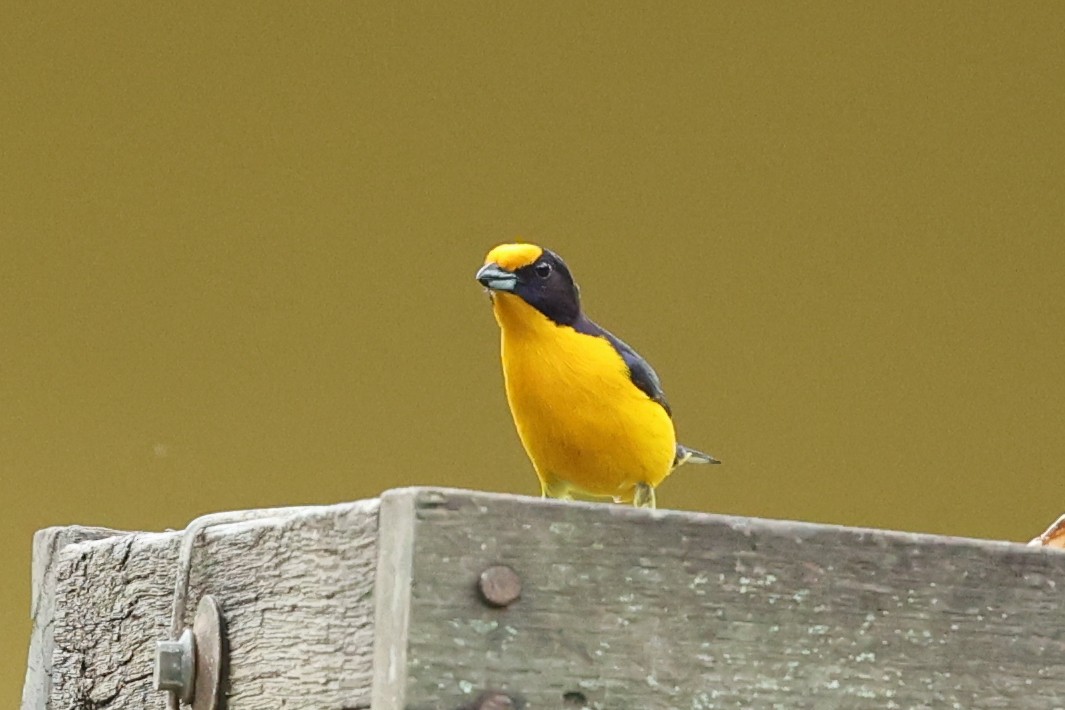 fioleufonia - ML644556114