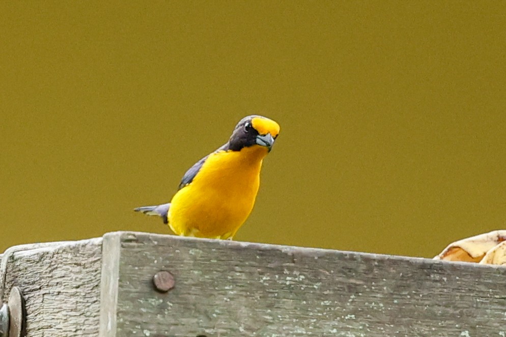 fioleufonia - ML644556115