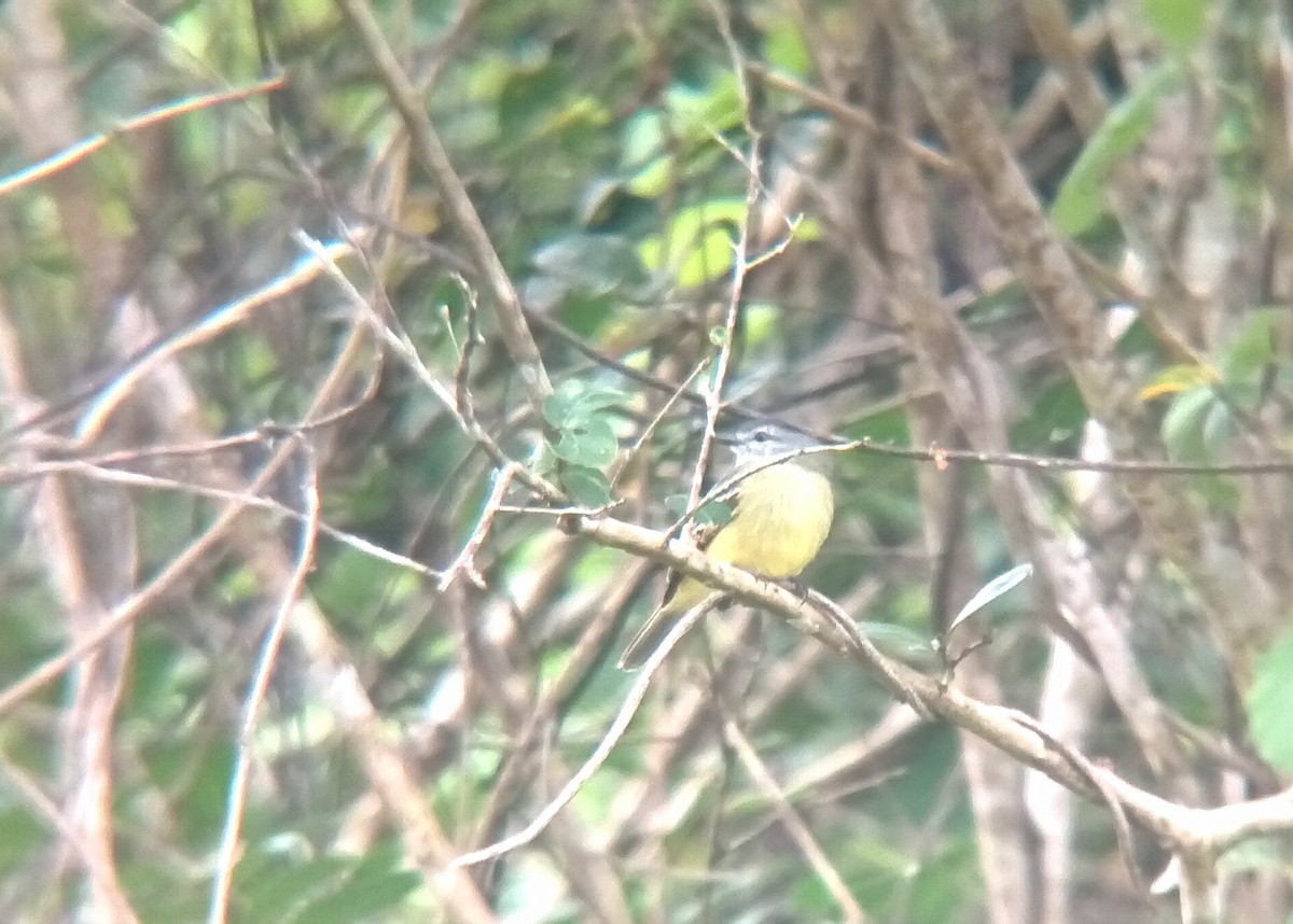 Yellow-crowned Tyrannulet - ML644556118