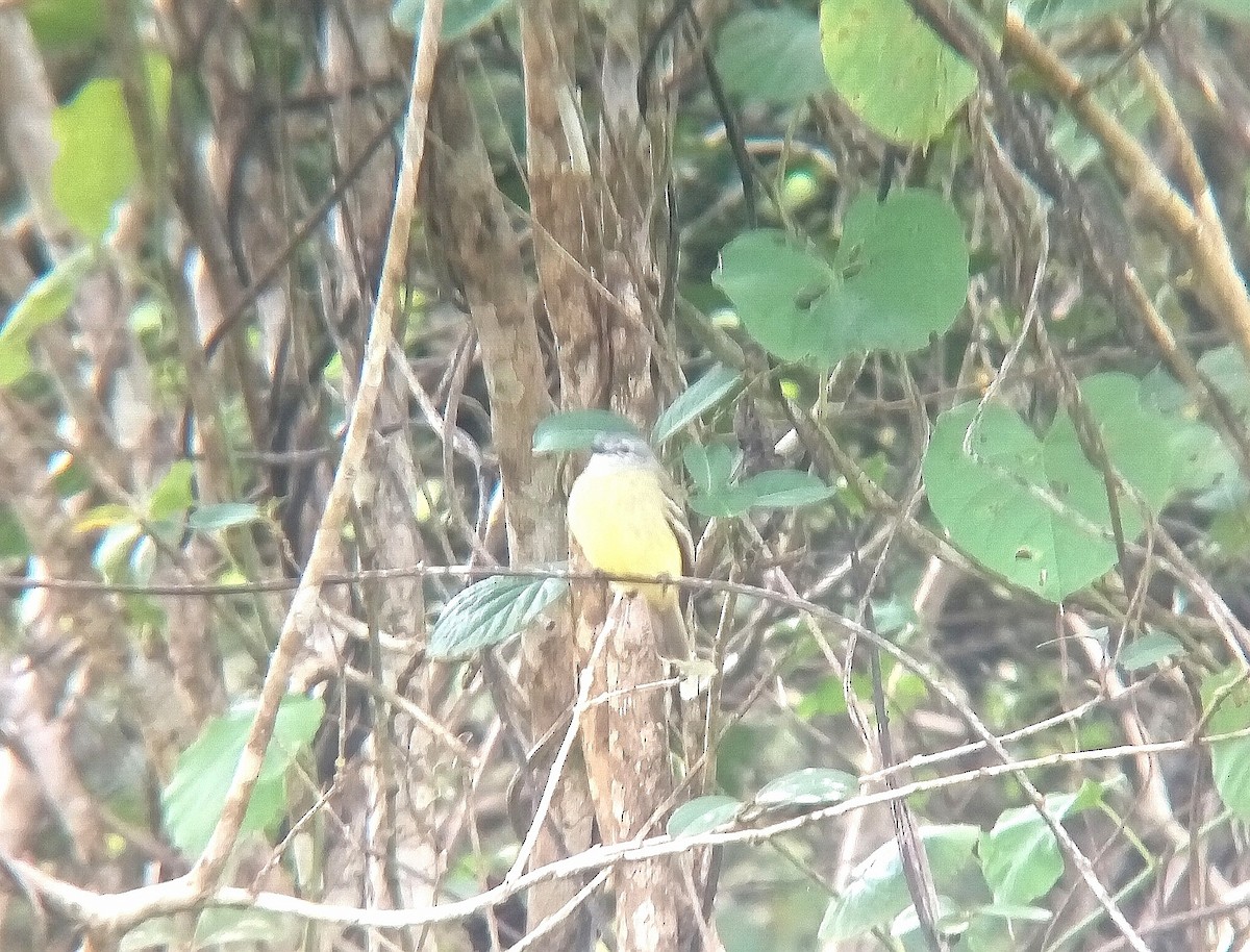 Yellow-crowned Tyrannulet - ML644556119