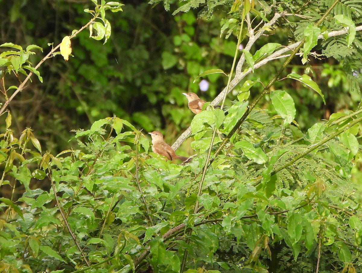 Plain Thornbird - ML644556122