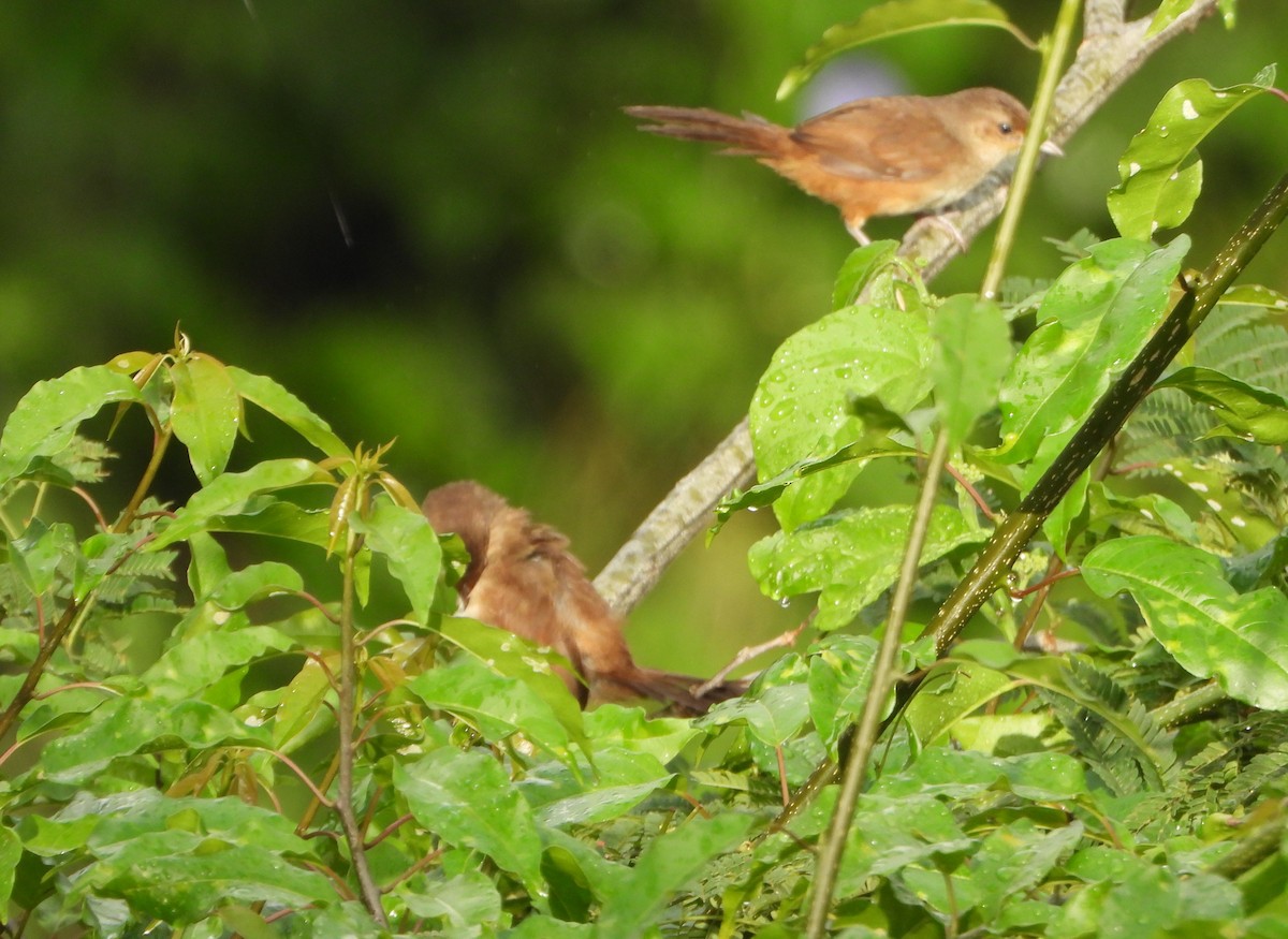 Plain Thornbird - ML644556124