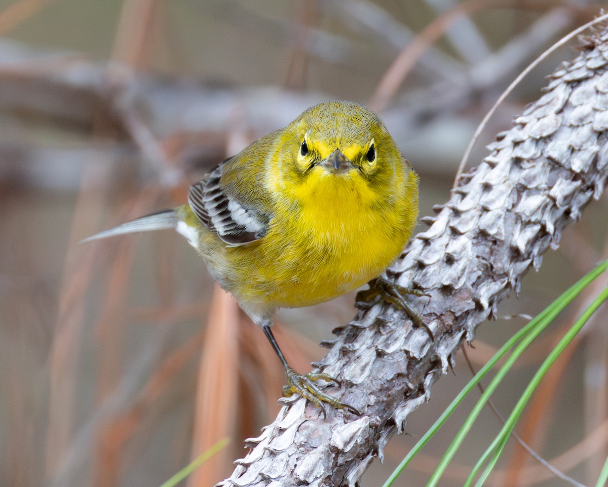 Pine Warbler - ML644556125