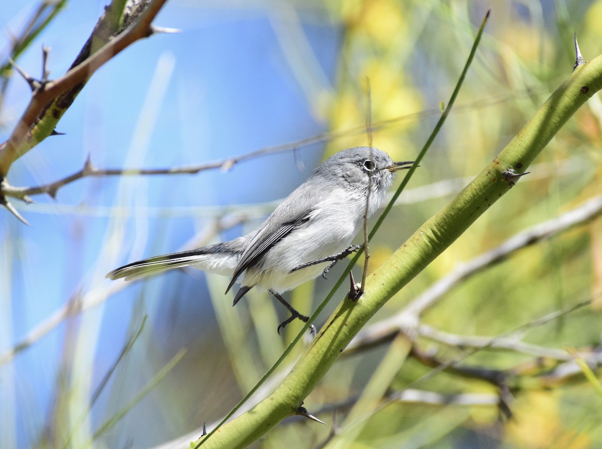 Blue-gray Gnatcatcher (Western) - ML644556130