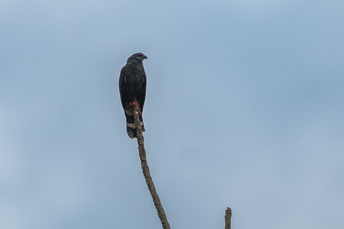 Crane Hawk - ML644556131