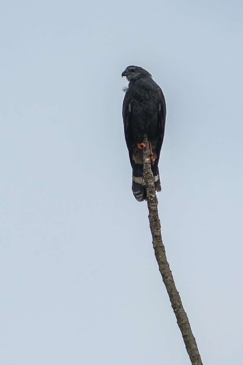 Crane Hawk - ML644556132