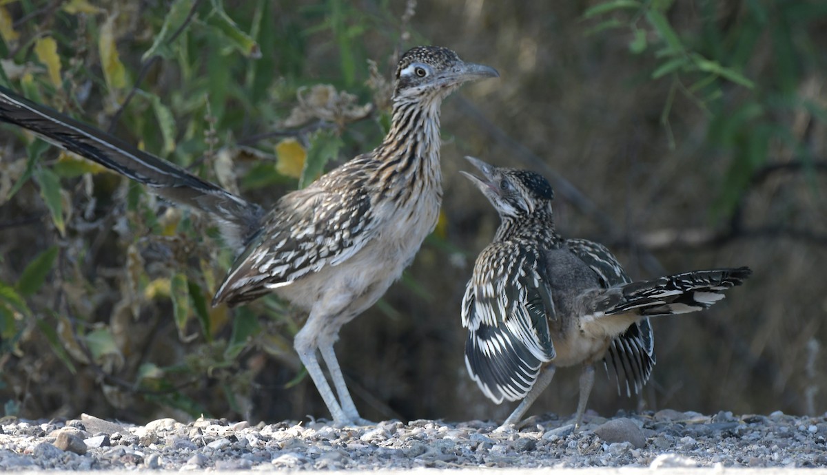 Greater Roadrunner - ML644556134