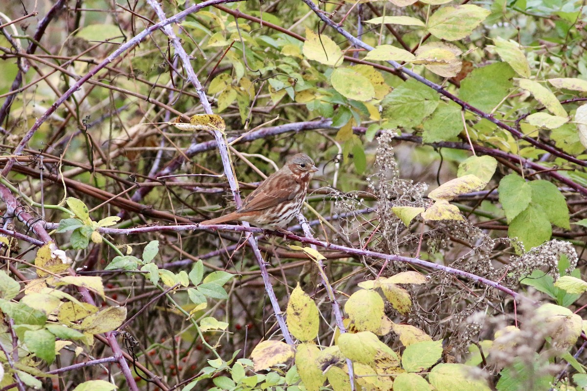 Fox Sparrow - ML644556141