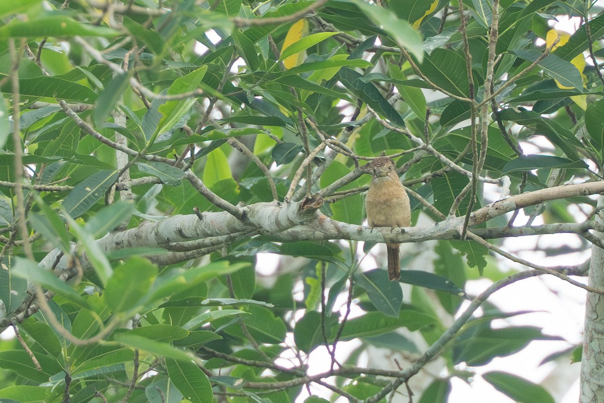Barred Puffbird - ML644556155