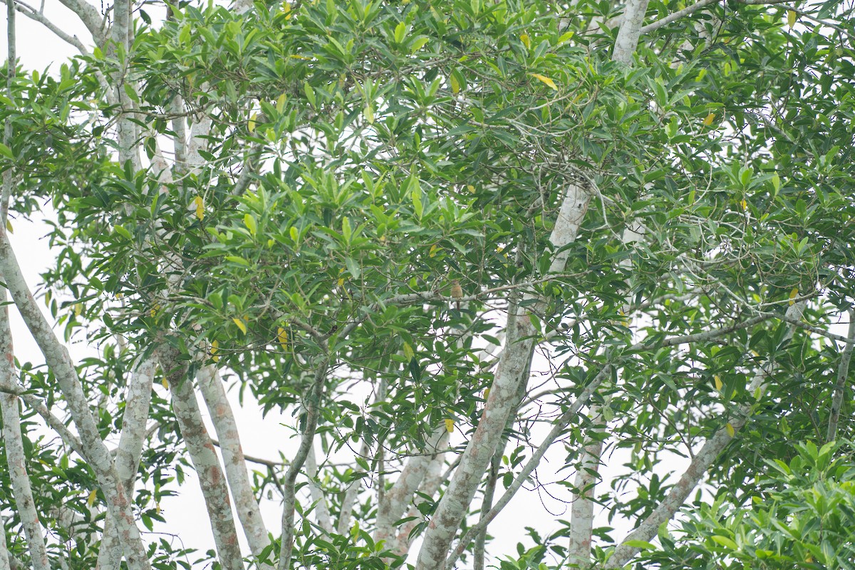 Barred Puffbird - ML644556156