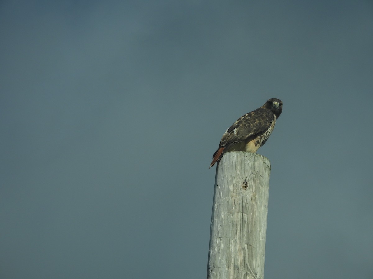 Busardo Colirrojo - ML644556160