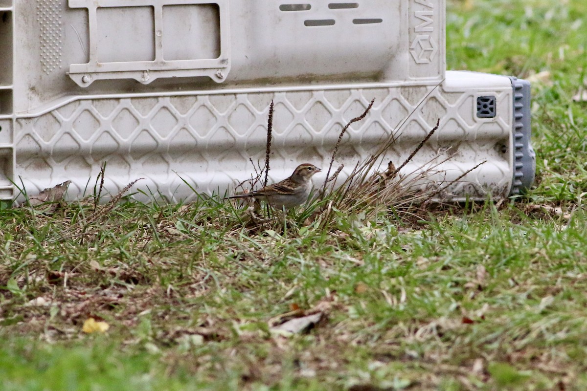 Chipping Sparrow - ML644556161