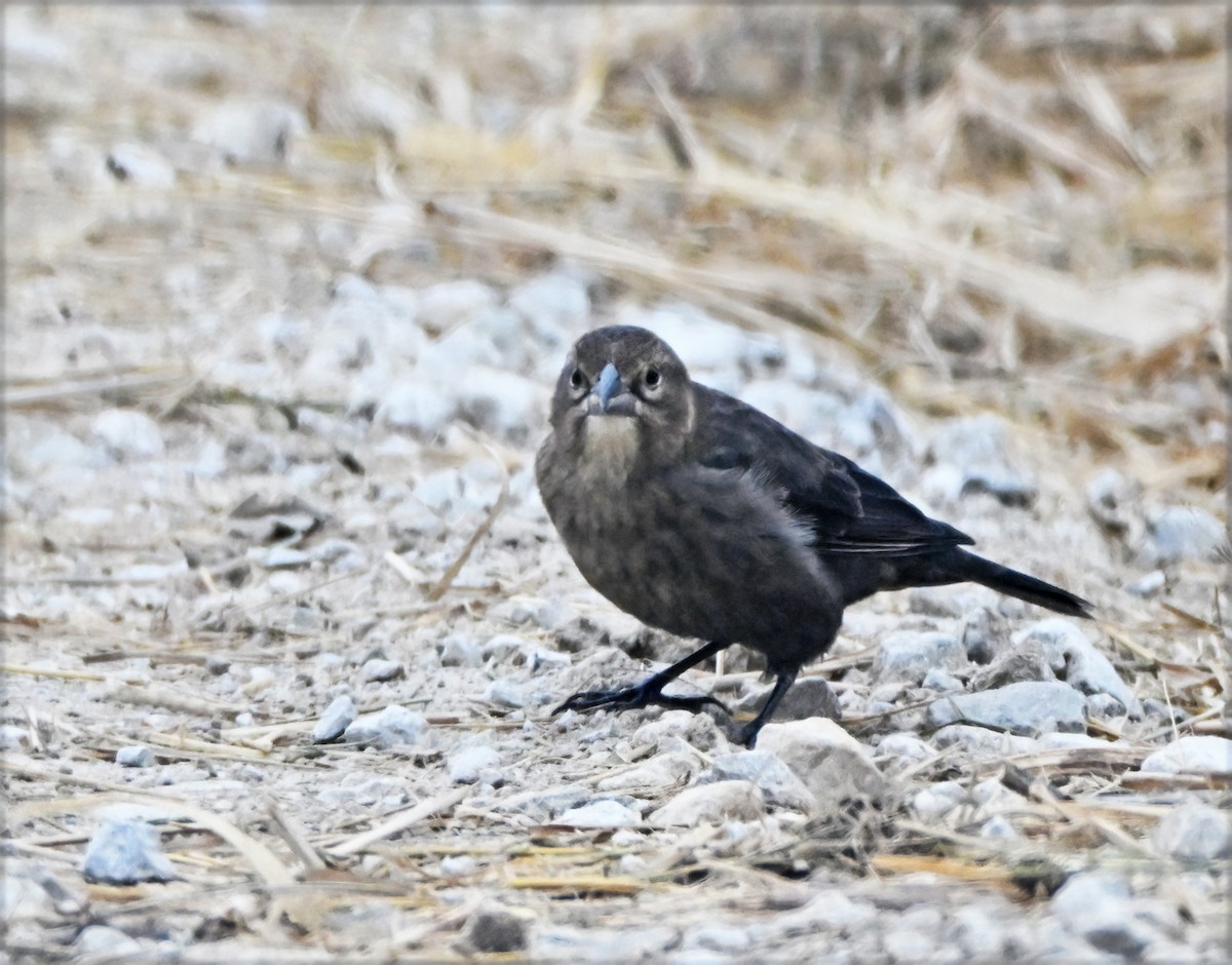 Brown-headed Cowbird - ML644556168
