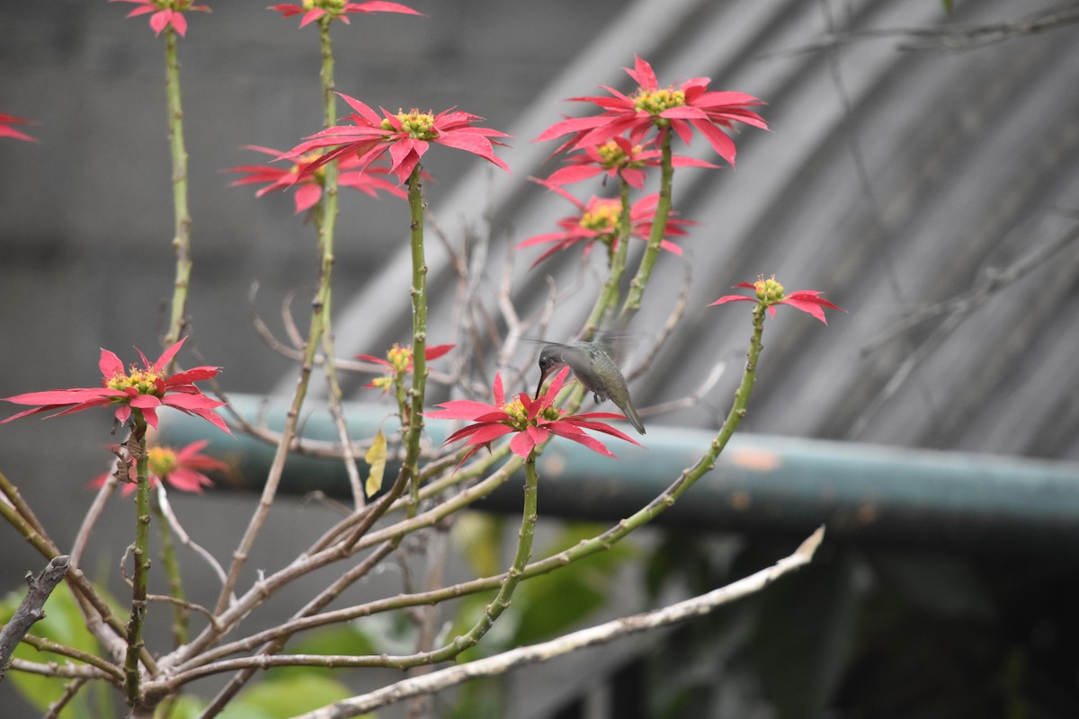 Cinnamon Hummingbird - ML644556179