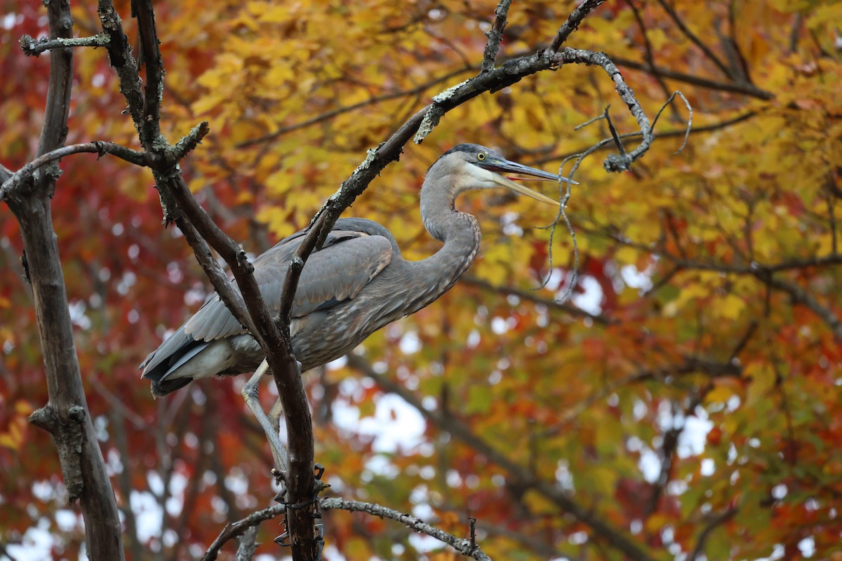 Great Blue Heron - ML644556182