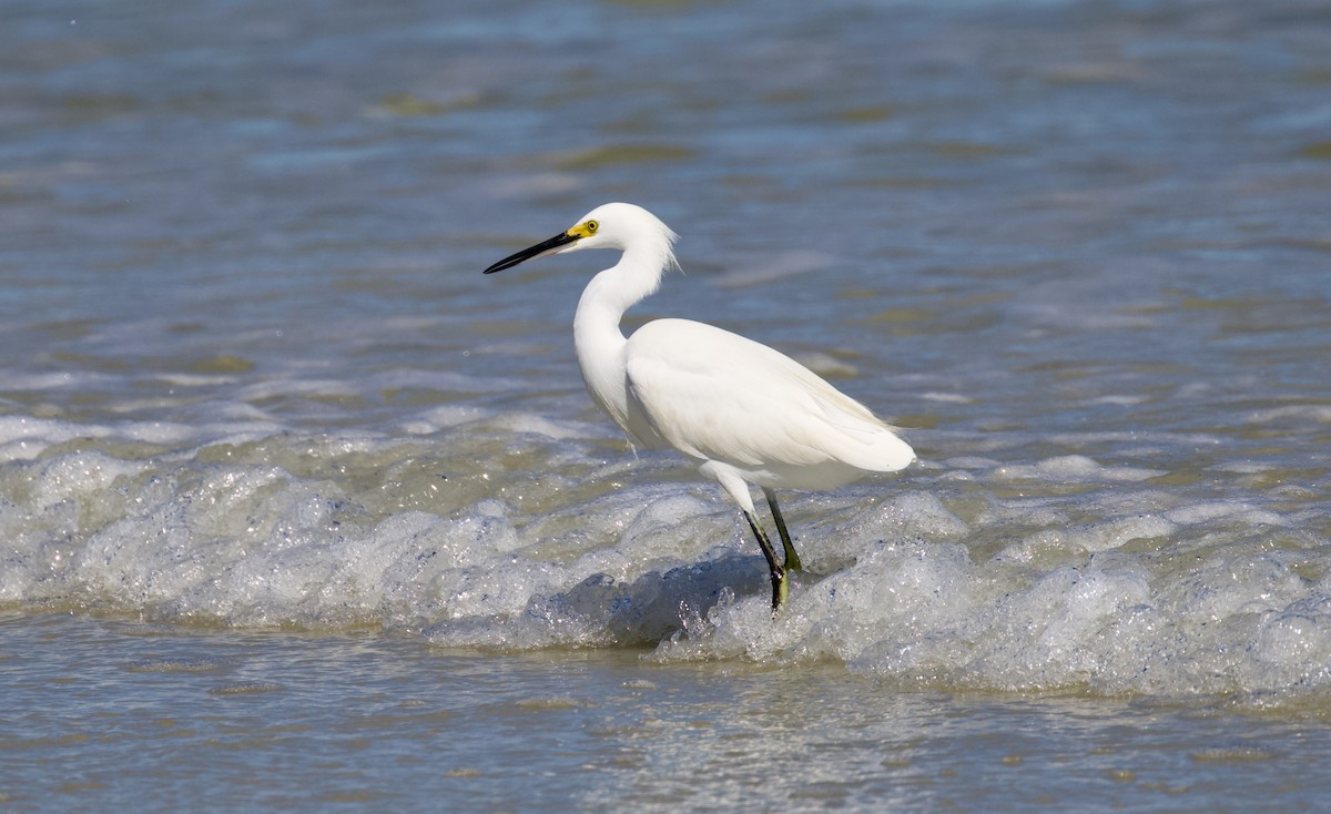 snøhegre - ML644556185