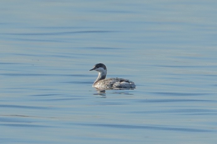 Ухаа шунгуур - ML644556188