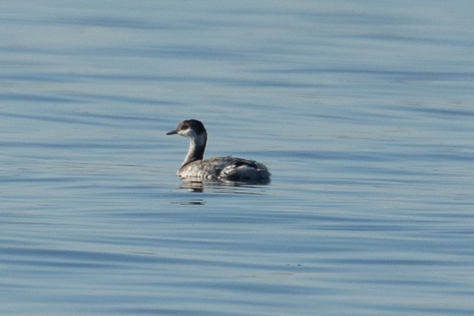 Ухаа шунгуур - ML644556189