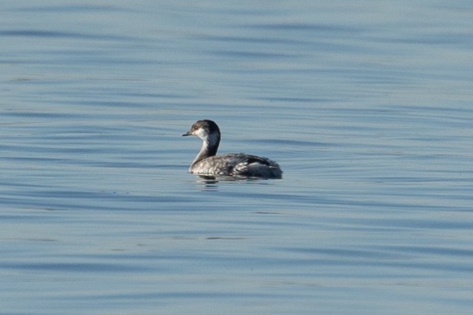 Ухаа шунгуур - ML644556190