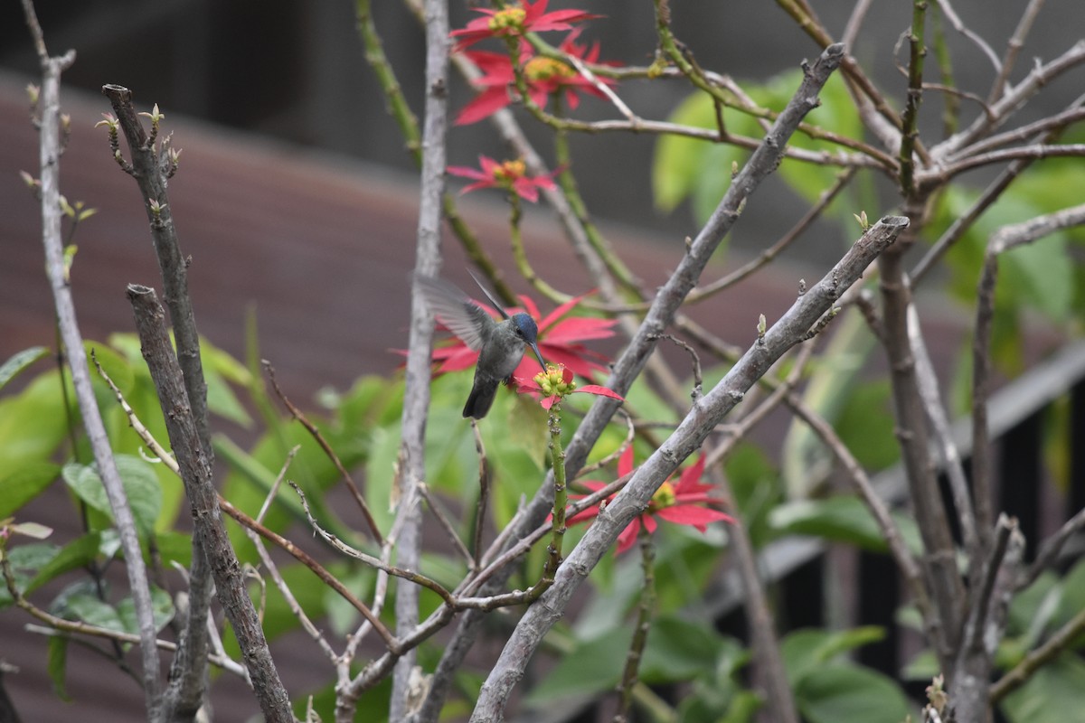 Cinnamon Hummingbird - ML644556196