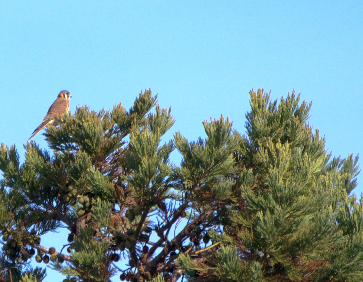 American Kestrel - ML644556201