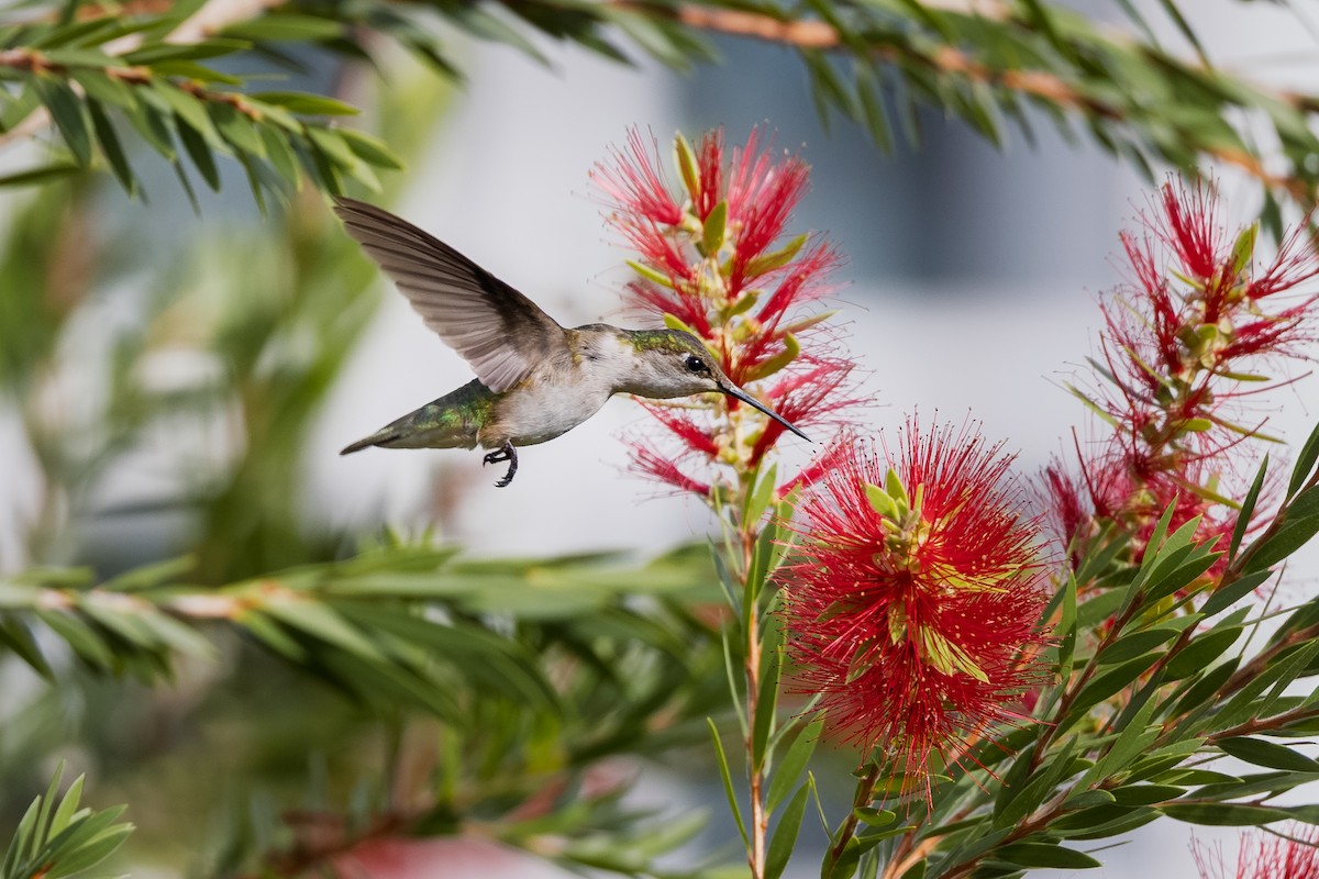 Ruby-throated Hummingbird - ML644556211