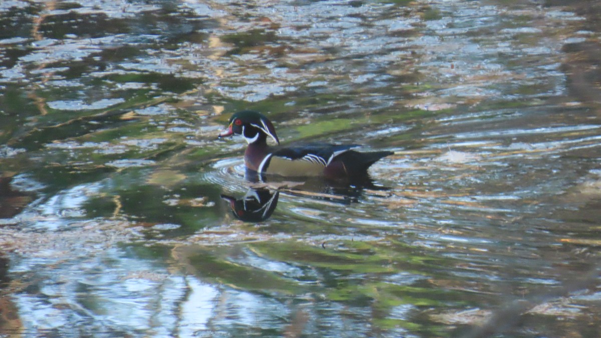 kachnička karolínská - ML644556212