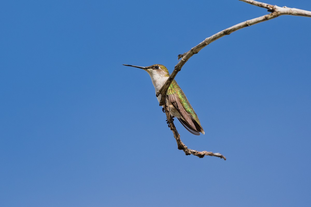 Ruby-throated Hummingbird - ML644556220