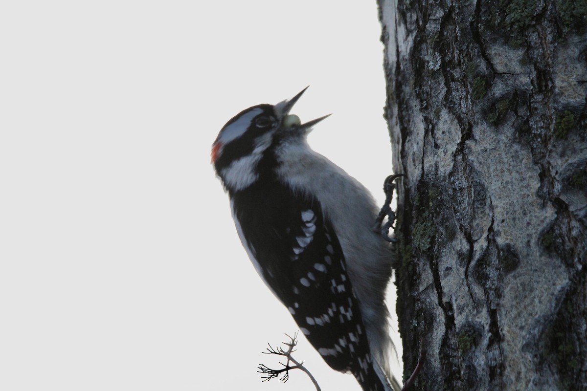 Downy Woodpecker (Eastern) - ML644556224