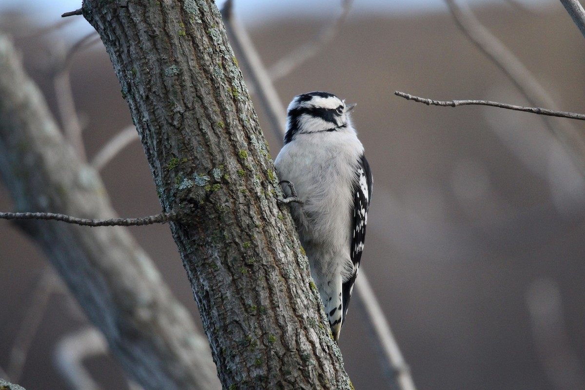 Downy Woodpecker (Eastern) - ML644556225