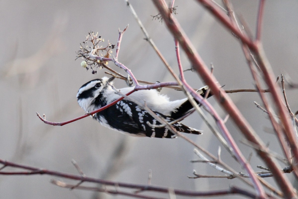 Downy Woodpecker (Eastern) - ML644556226
