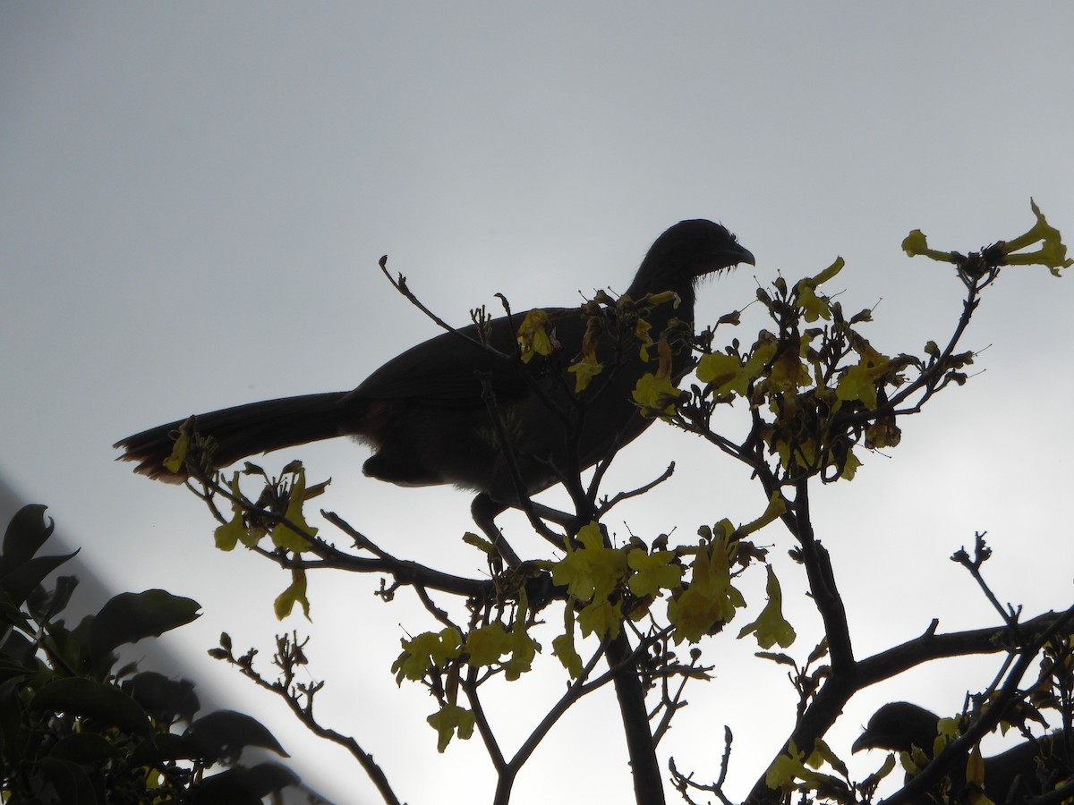 Rufous-vented Chachalaca - ML644556234