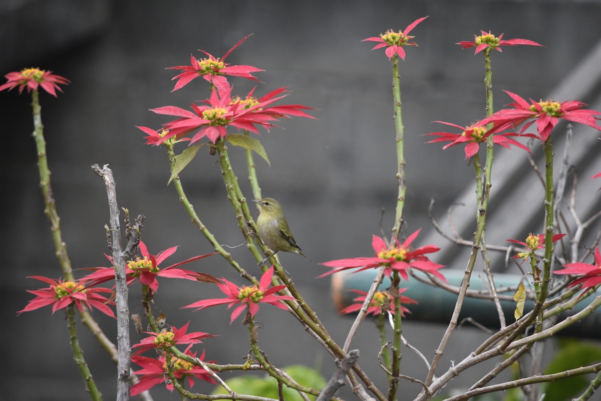 Tennessee Warbler - ML644556235