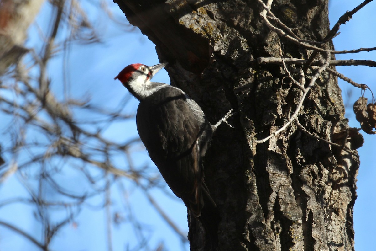 Pileated Woodpecker - ML644556251