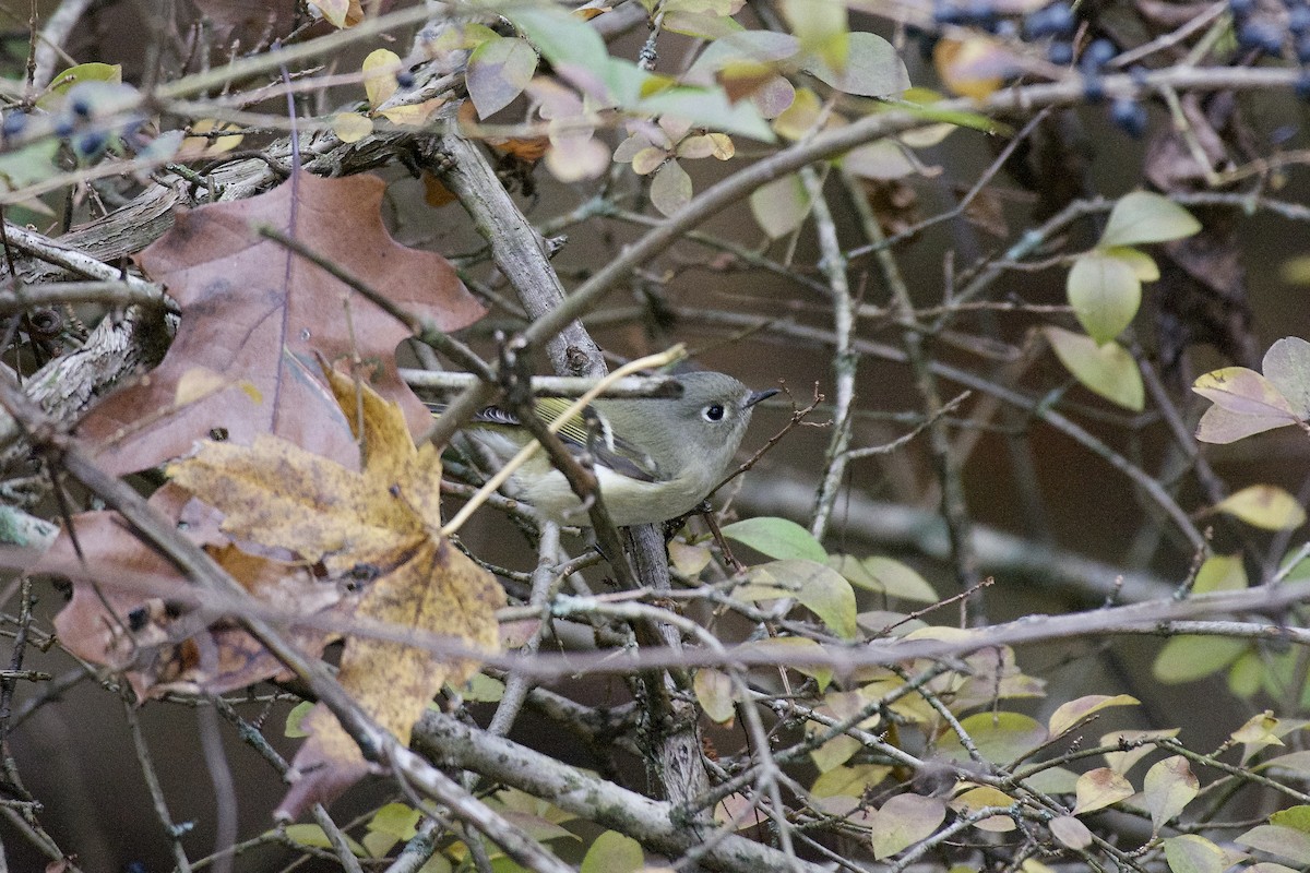 Золотомушка рубіновочуба - ML644556254