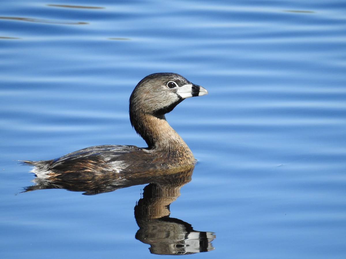 ringnebbdykker - ML644556257