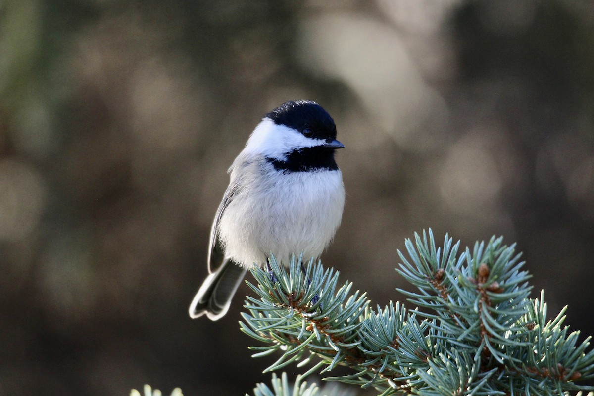 Black-capped Chickadee - ML644556260