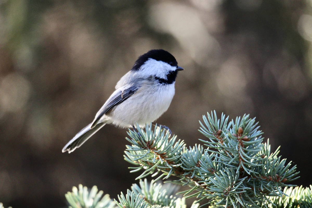 Black-capped Chickadee - ML644556261