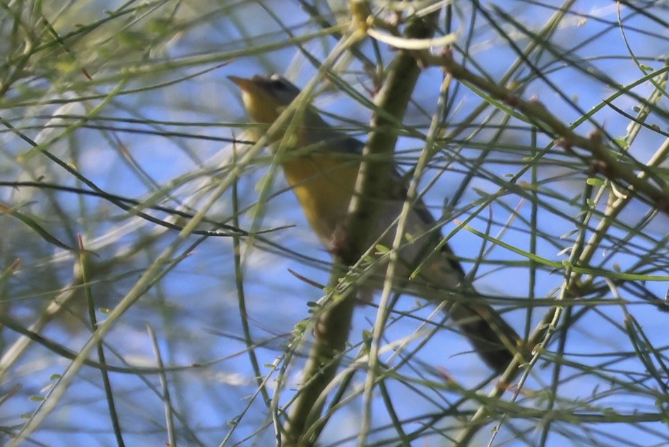 Northern Parula - ML644556265