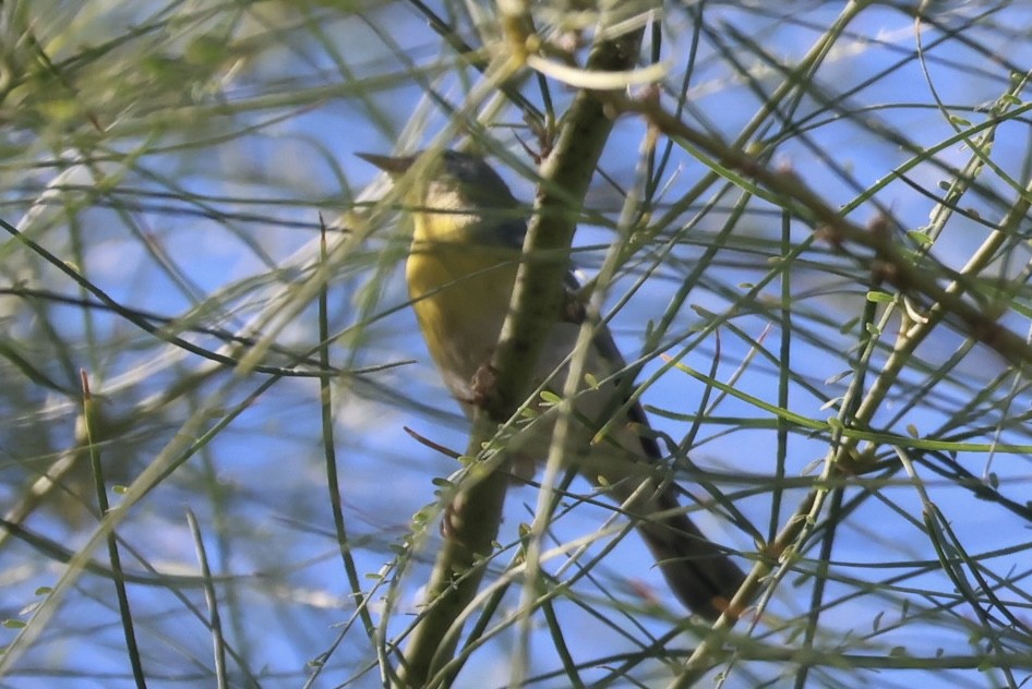 Northern Parula - ML644556266