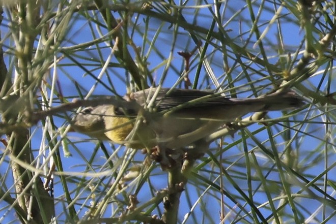 Northern Parula - ML644556267