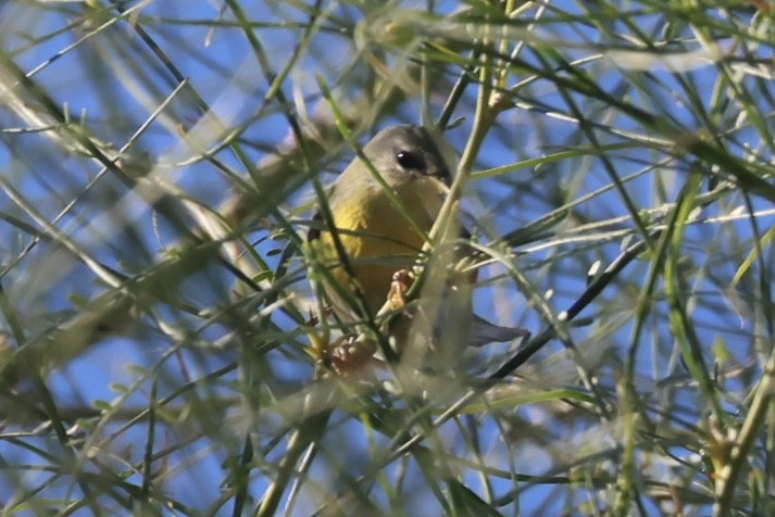 Northern Parula - ML644556268